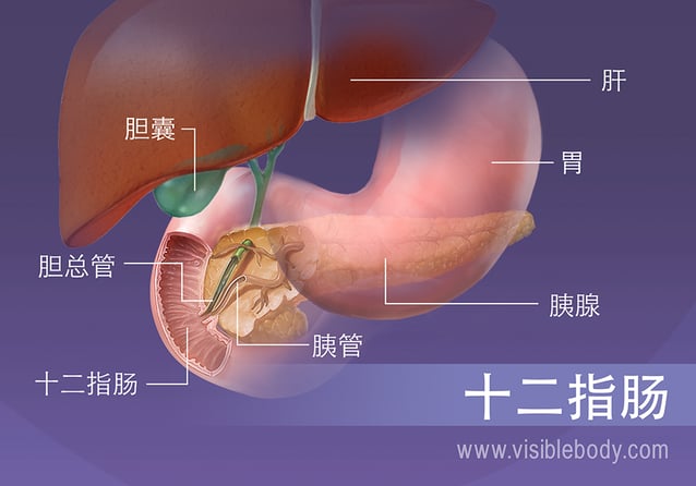 十二指肠周边